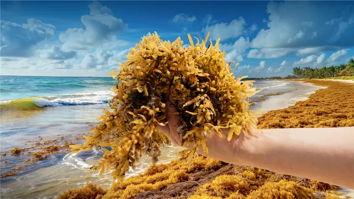 This Seaweed Was a Caribbean Disaster, Now It's Gold