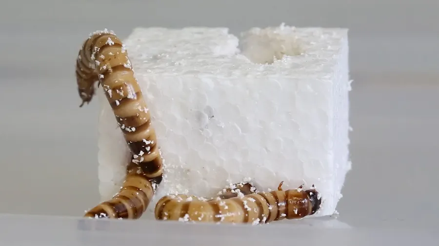 Why Worms May Be the Future of Plastic Recycling